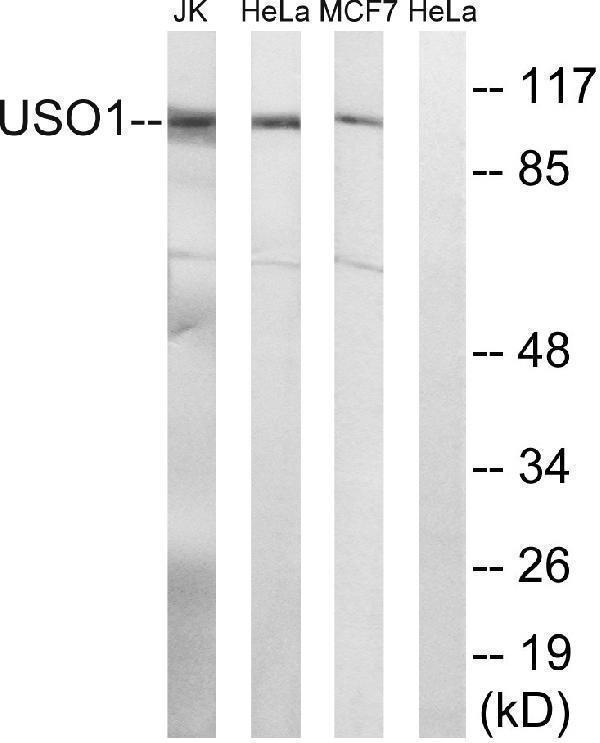 a30703 uso1 primary antibodies wb testing 3