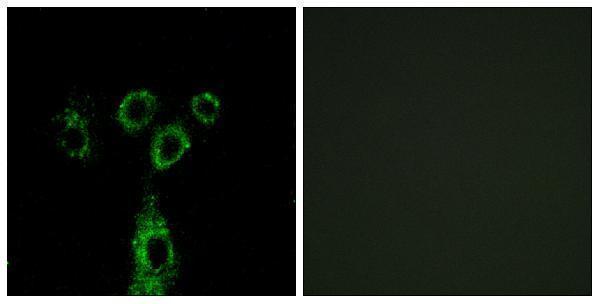 a30706 gprasp1 primary antibodies if testing 1