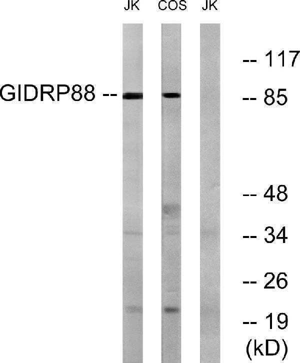 Western blot analysis of lysates from Jurkat and COS cells, using GIDRP88 Antibody