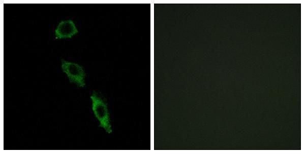 Immunofluorescence analysis of A549 cells, using ERAS Antibody