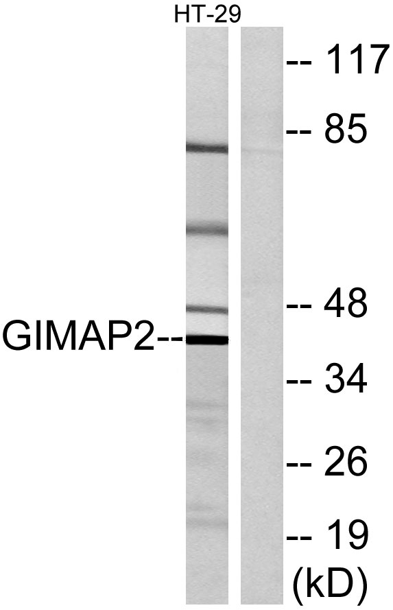 a30710 gimap2 primary antibodies wb testing 3