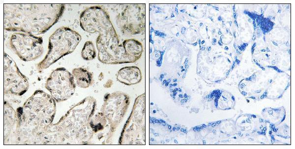 a30712 gimap5 primary antibodies ihc testing 1