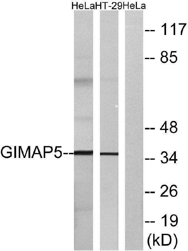 a30712 gimap5 primary antibodies wb testing 3