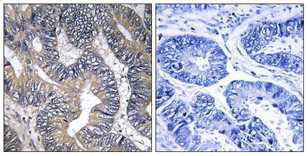 a30713 gtpbp2 primary antibodies ihc testing 1