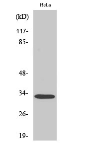 Western Blot analysis of various cells using Rad GTPase Polyclonal Antibody