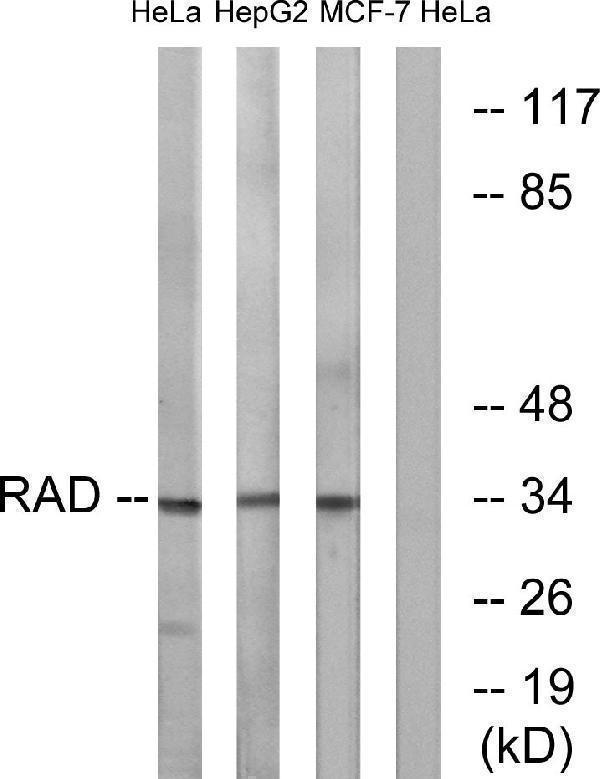 a30715 rrad primary antibodies wb testing 4