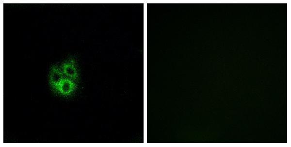 a30716 gng5 primary antibodies if testing 1