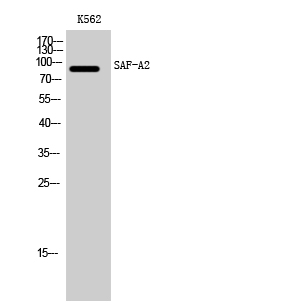 a30718 hnrnpul2 primary antibodies wb testing 2
