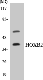 a30723 hoxb2 primary antibodies wb testing 2