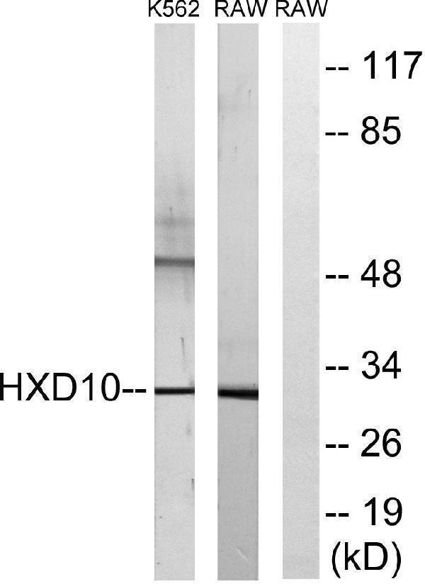 a30724 hoxd10 primary antibodies wb testing 1