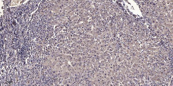 a30725 nanogp8 primary antibodies ihc testing 1