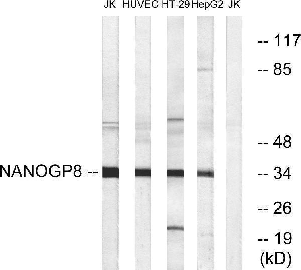 a30725 nanogp8 primary antibodies wb testing 3
