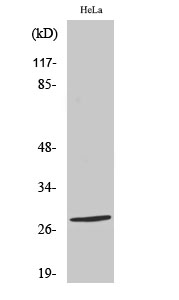 a30727 nkx2 6 primary antibodies wb testing 1