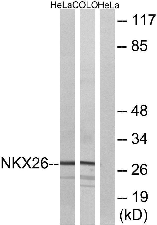 a30727 nkx2 6 primary antibodies wb testing 2