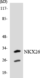 a30727 nkx2 6 primary antibodies wb testing 3