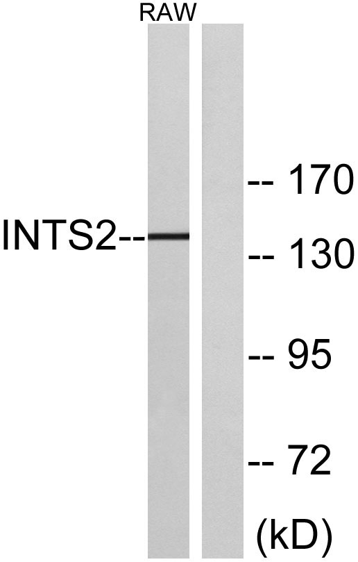 Western blot analysis of lysates from RAW264