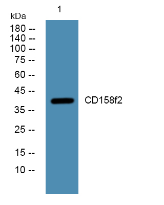 a30732 kir2dl5b primary antibodies wb testing 2