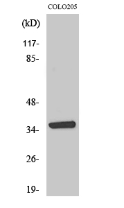 a30733 aasdhppt primary antibodies wb testing 2