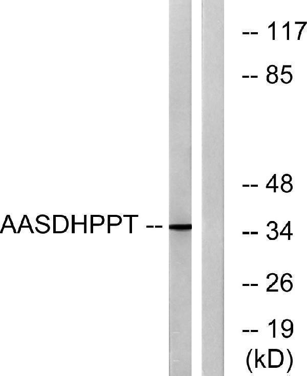 a30733 aasdhppt primary antibodies wb testing 3