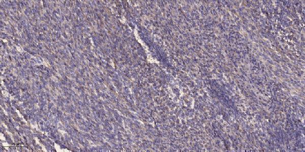 a30735 cep97 primary antibodies ihc testing 1
