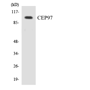 a30735 cep97 primary antibodies wb testing 3