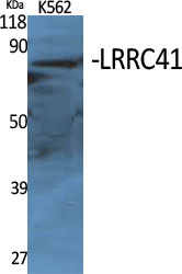 a30736 lrrc41 primary antibodies wb testing 3