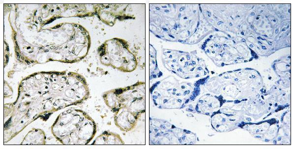 a30737 mrpl42 primary antibodies ihc testing 2