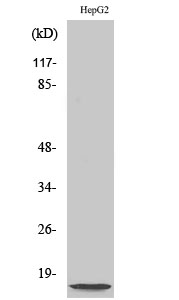 Western Blot analysis of various cells using NDUFA4L2 Polyclonal Antibody diluted at 1:2000