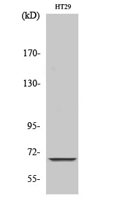a30739 mt nd5 primary antibodies wb testing 1