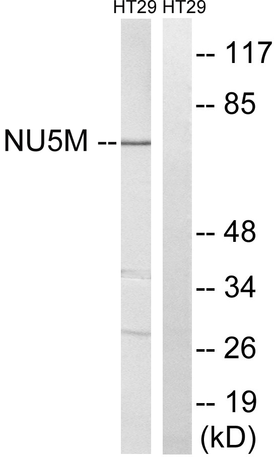 a30739 mt nd5 primary antibodies wb testing 2