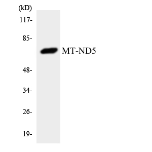 a30739 mt nd5 primary antibodies wb testing 3