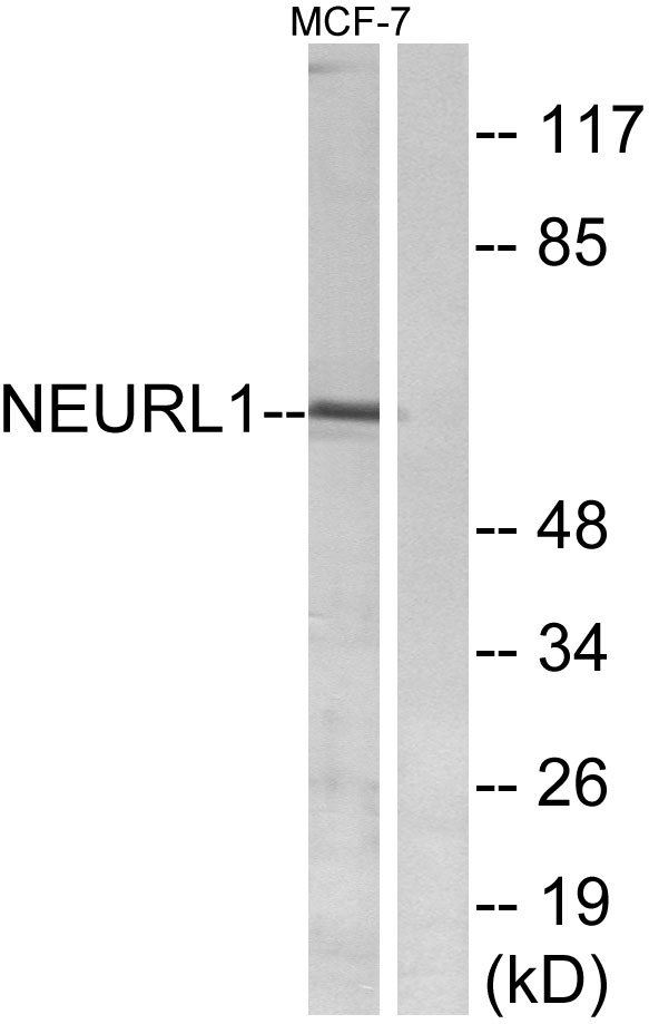 a30740 neurl1 primary antibodies wb testing 2