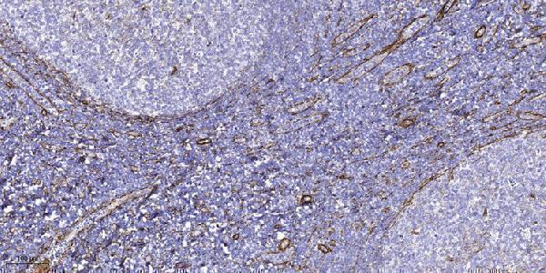a30741 nbpf5p primary antibodies ihc testing 1