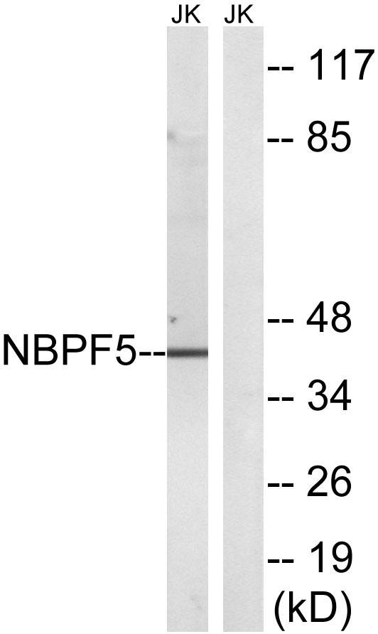 a30741 nbpf5p primary antibodies wb testing 2