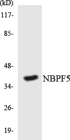 a30741 nbpf5p primary antibodies wb testing 3