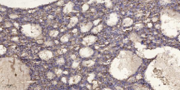 a30742 sept3 primary antibodies ihc testing 1