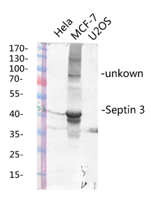 a30742 sept3 primary antibodies wb testing 3