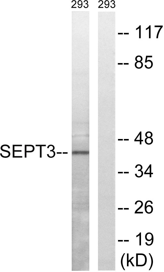 a30742 sept3 primary antibodies wb testing 4