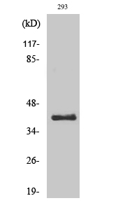 Western Blot analysis of 293 cells using DRS-1 Polyclonal Antibody