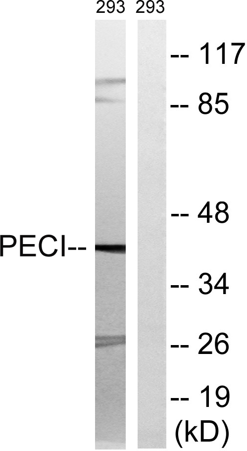 a30744 eci2 primary antibodies wb testing 4