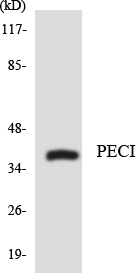Western blot analysis of the lysates from COLO205 cells using PECI antibody
