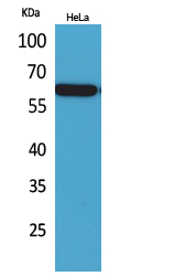 Western Blot analysis of HeLa cells using Nectin 3 Polyclonal Antibody