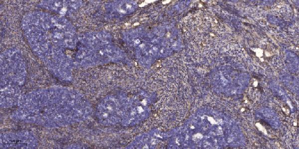 a30753 rab29 primary antibodies ihc testing 1