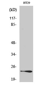 a30753 rab29 primary antibodies wb testing 2