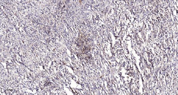 a30757 sept2 primary antibodies ihc testing 1