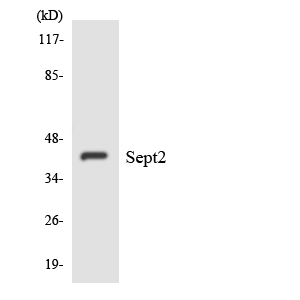 a30757 sept2 primary antibodies wb testing 3