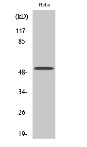a30759 sept7 primary antibodies wb testing 2