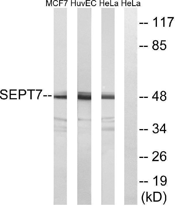 a30759 sept7 primary antibodies wb testing 3