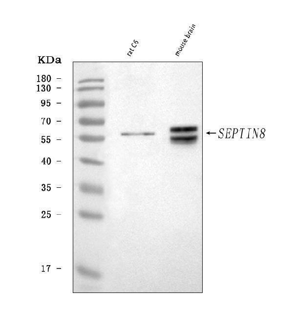  Western blot analysis of Septin 8/Septin8 using anti-Septin 8/Septin8 antibody (A30760-1)