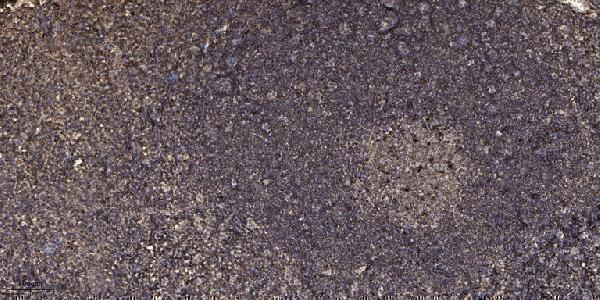 a30760 sept8 primary antibodies ihc testing 1